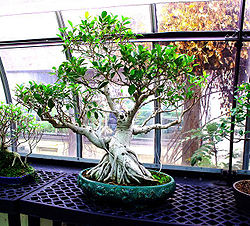 Ficus Bonsai